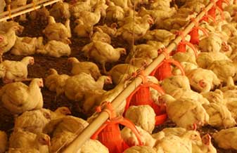 Rosita Regina Przygoda - Foto 1