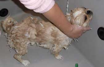 Du Cão Banho e Tosa - Foto 1