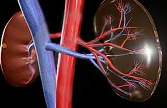 Leonardo Pino - Foto 1