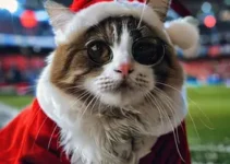 Brusque x Santa Catarina